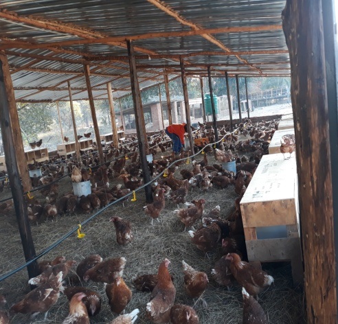 Photo of newly arrived chickens for the St. Albert's poultry project. Nesting boxes are also visible.