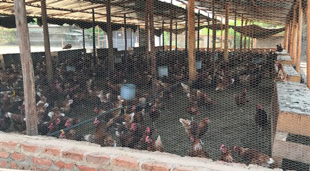 Photo of hens, St. Albert's Mission Hospital poultry project.