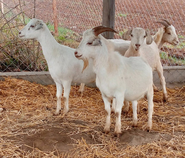 Photo of goats at St. Albert's.